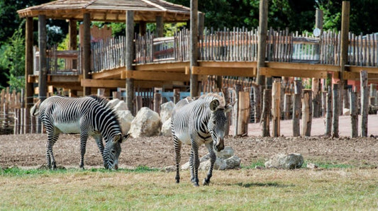 A Memorable Day at Marwell Zoo: Penguin Parties, Giraffe Greetings, and Duck Delights! 🐧🦒🦆