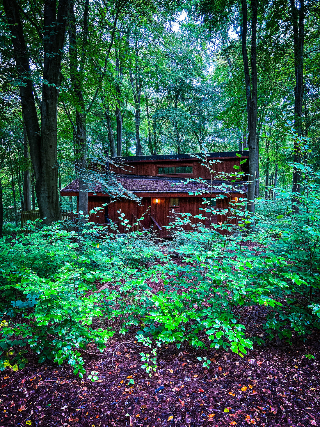 Finding Tranquility in Nature: Why We Love Forest Holidays' Golden Oak Hideaway